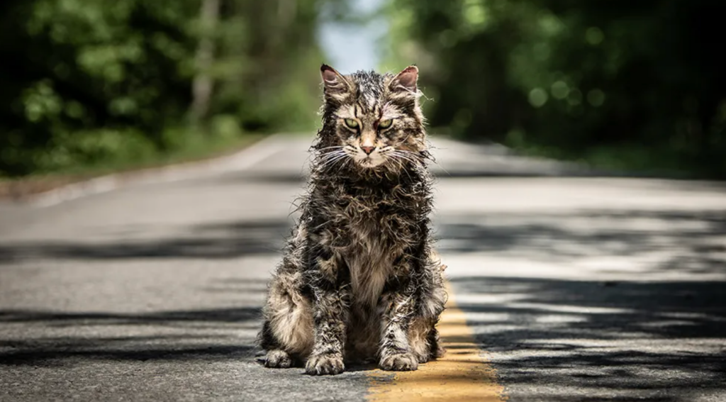 Churchill, o gato de "Pet Sematary" de Stephen King.